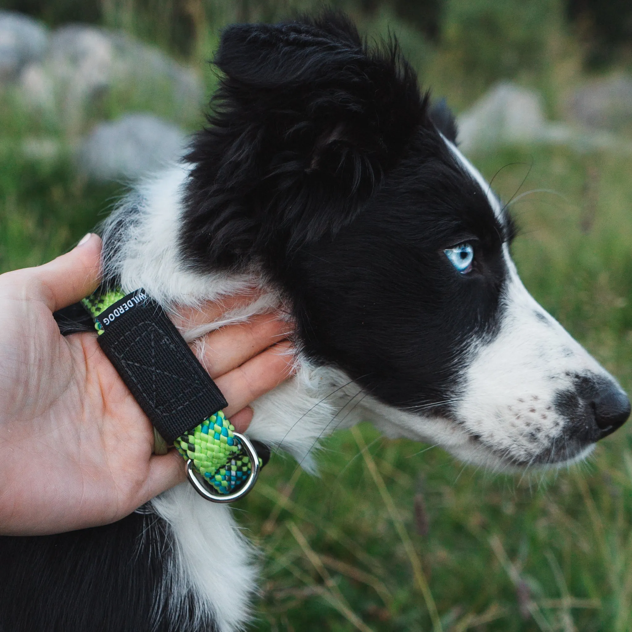 Lime Reflective Collar